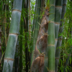 bambus drsný (Dendrocalamus asper) – fotografia rastliny