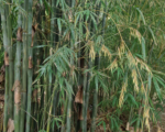 Bambus širokokvetý (Dendrocalamus latiflorus) – pestovanie a starostlivosť