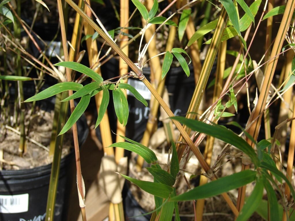 Bambusa multiplex – Pflanzenfoto