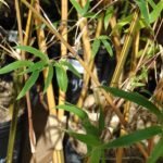 Alphonse Karr Bamboo (Bambusa multiplex) – leaves and shoots, plant photo