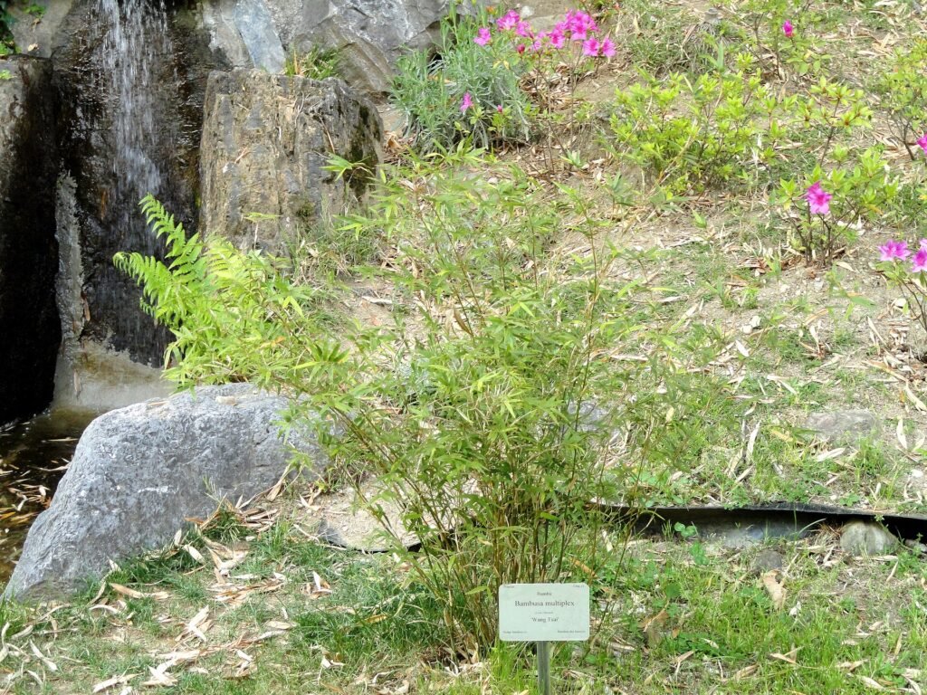 Bambusa multiplex – (Bambusa multiplex) – natürliche Wuchsform, Pflanzenfoto