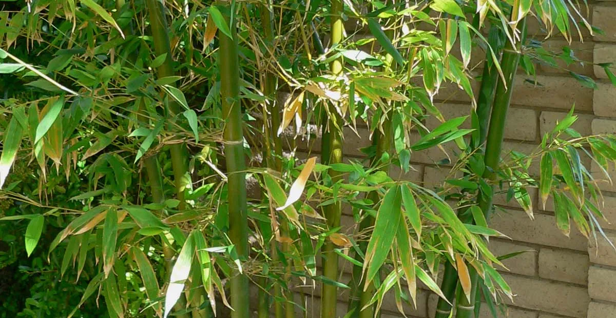 Bambusa oldhamii – plant photo