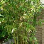 giant timber bamboo (Bambusa oldhamii) – in a garden setting, plant photo