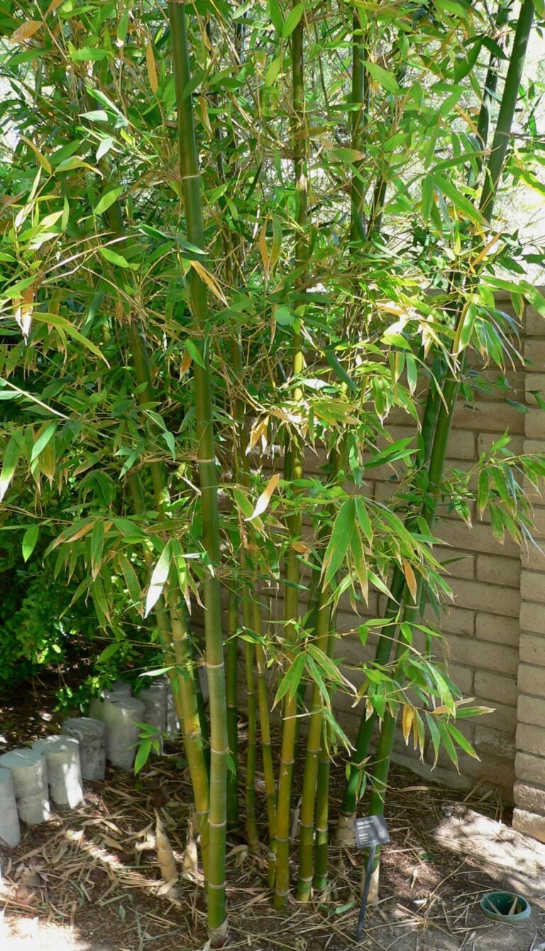 giant timber bamboo (Bambusa oldhamii) – in a garden setting, plant photo