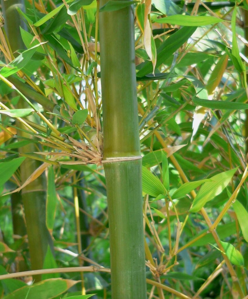 giant timber bamboo (Bambusa oldhamii) – in a garden setting, plant photo