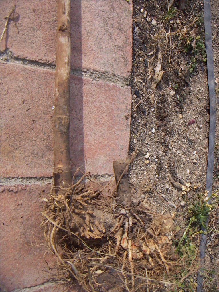 giant timber bamboo (Bambusa oldhamii) – characteristic appearance, plant photo