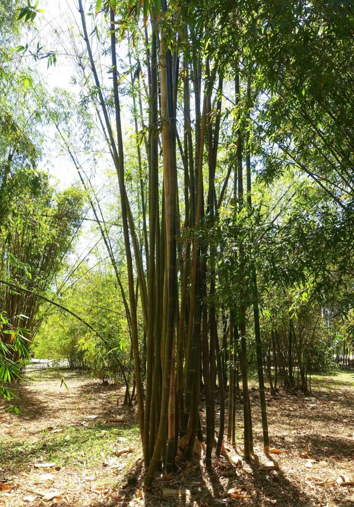 giant timber bamboo (Bambusa oldhamii) – fruit in close-up, plant photo