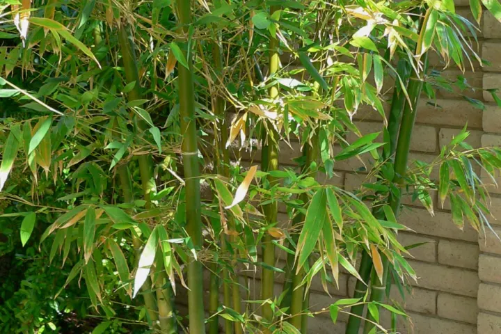 Bambusa oldhamii
