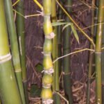 uddha bamboo and Buddha Belly Bamboo (Bambusa ventricosa) – characteristic appearance, plant photo