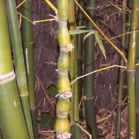 Bambusa ventricosa