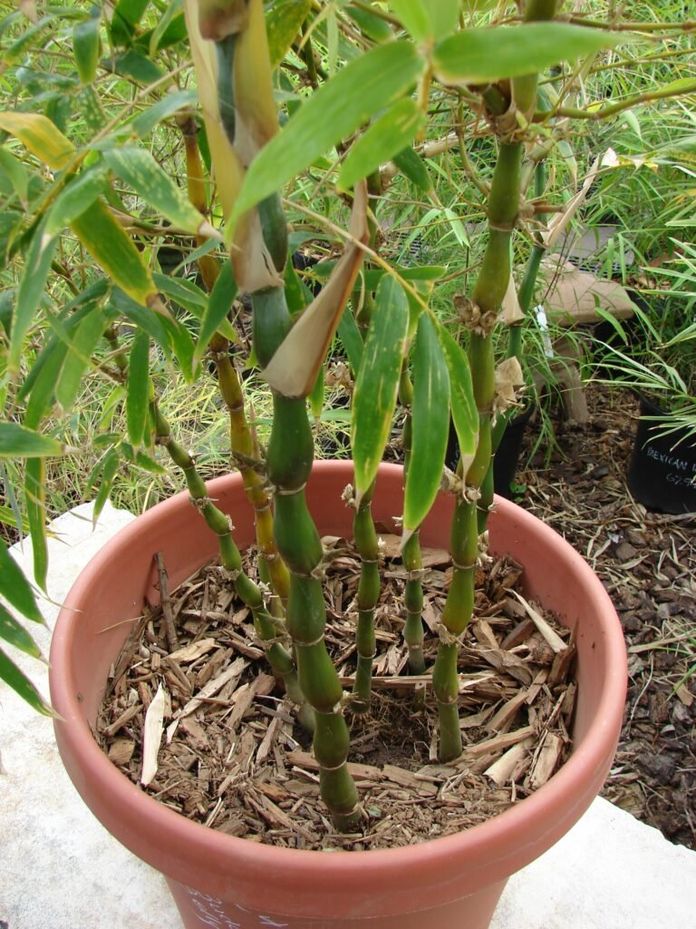 Buddhas-Bauch-Bambus (Bambusa ventricosa) – natürliche Wuchsform, Pflanzenfoto