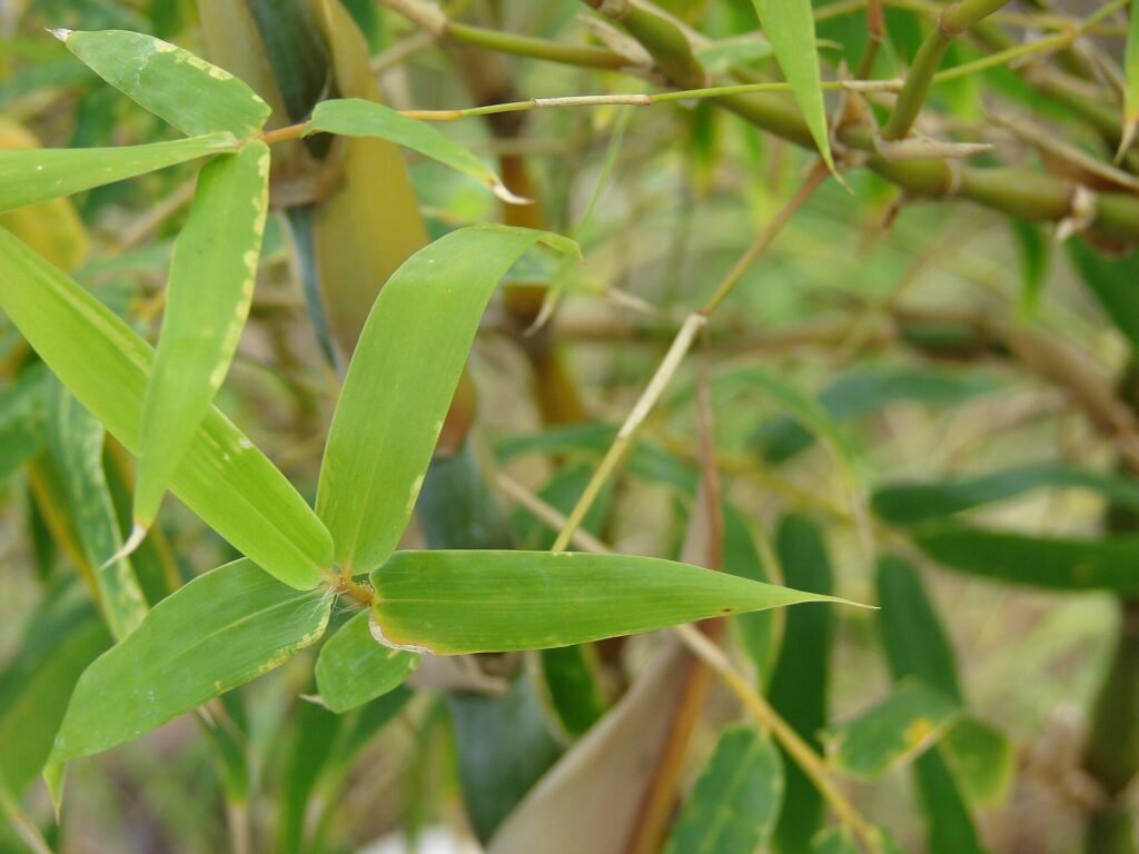 Buddhas-Bauch-Bambus (Bambusa ventricosa) – Blätter und Triebe, Pflanzenfoto