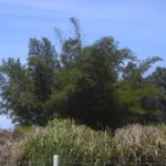 Bambusa vulgaris – (Bambusa vulgaris) – Pflanzenfoto