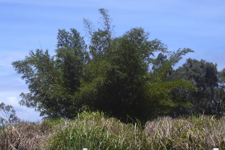 Bambusa vulgaris