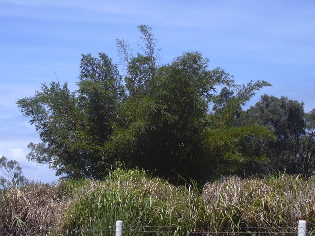 Bambusa vulgaris – Pflanzenfoto