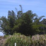 Buddha's common bamboo (Bambusa vulgaris) – characteristic appearance, plant photo