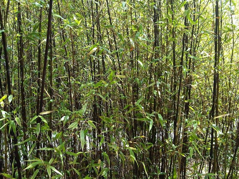 Bambusa vulgaris – (Bambusa vulgaris) – typisches Erscheinungsbild, Pflanzenfoto