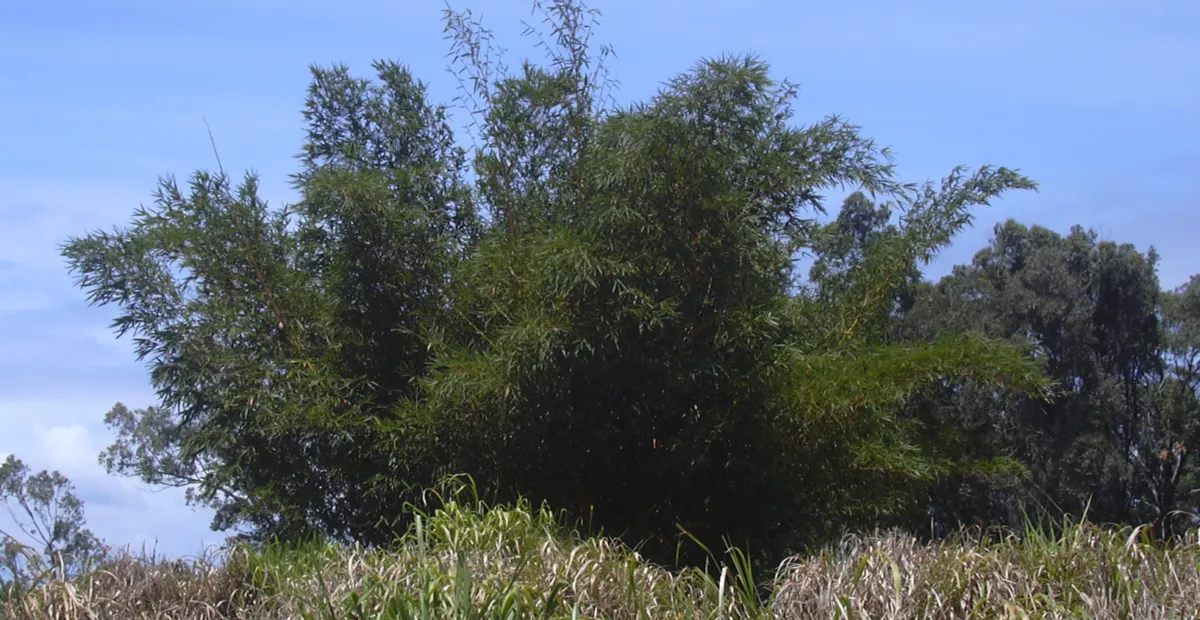 Bambusa vulgaris – fotografia rastliny