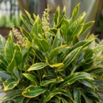 Banana croton (Codiaeum variegatum 'Banana') – plant photo