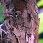 banánovník „Dwarf Cavendish“ (Musa 'Dwarf Cavendish') – fotografia rastliny