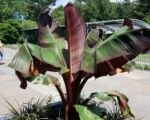 Banánovník habešský ‘Maurelii’ (Ensete ventricosum ‘Maurelii’)