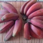 banánovník končistolistý (Musa acuminata) – fotografia rastliny