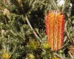 Banksia ericifolia care guide