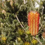 Banksia ericifolia care guide (Banksia ericifolia) – characteristic appearance, plant photo