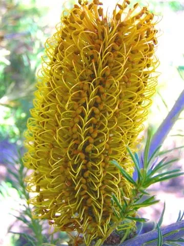 Banksia ericifolia – (Banksia ericifolia) – typisches Erscheinungsbild, Pflanzenfoto