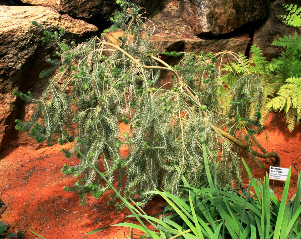 Banksia ericifolia – (Banksia ericifolia) – im Garten, Pflanzenfoto
