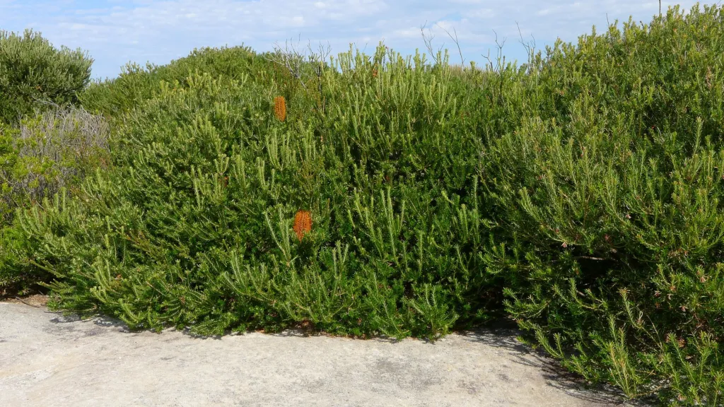 Banksia ericifolia – (Banksia ericifolia) – im Garten, Pflanzenfoto