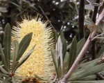 He coast banksia (Banksia integrifolia) care guide