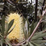 he coast banksia (Banksia integrifolia) – flowers in close-up, plant photo