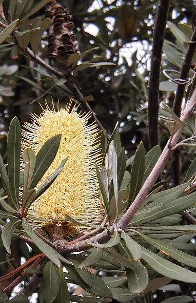 Banksia integrifolia – Pflanzenfoto