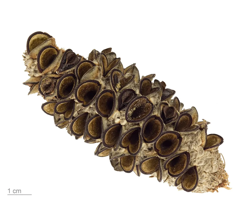 Banksia integrifolia – (Banksia integrifolia) – Früchte in Nahaufnahme, Pflanzenfoto