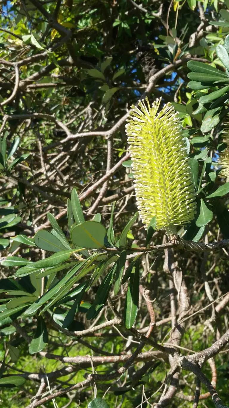 he coast banksia (Banksia integrifolia) – in a garden setting, plant photo