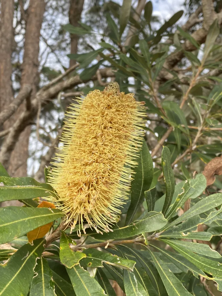 Banksia integrifolia – (Banksia integrifolia) – typisches Erscheinungsbild, Pflanzenfoto