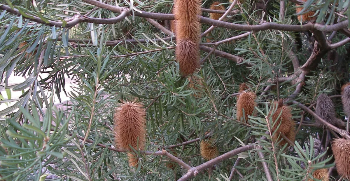 banksia obrúbená (Banksia marginata) – fotografia rastliny