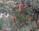 He silver banksia (Banksia marginata) care guide