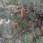 he silver banksia (Banksia marginata) – characteristic appearance, plant photo