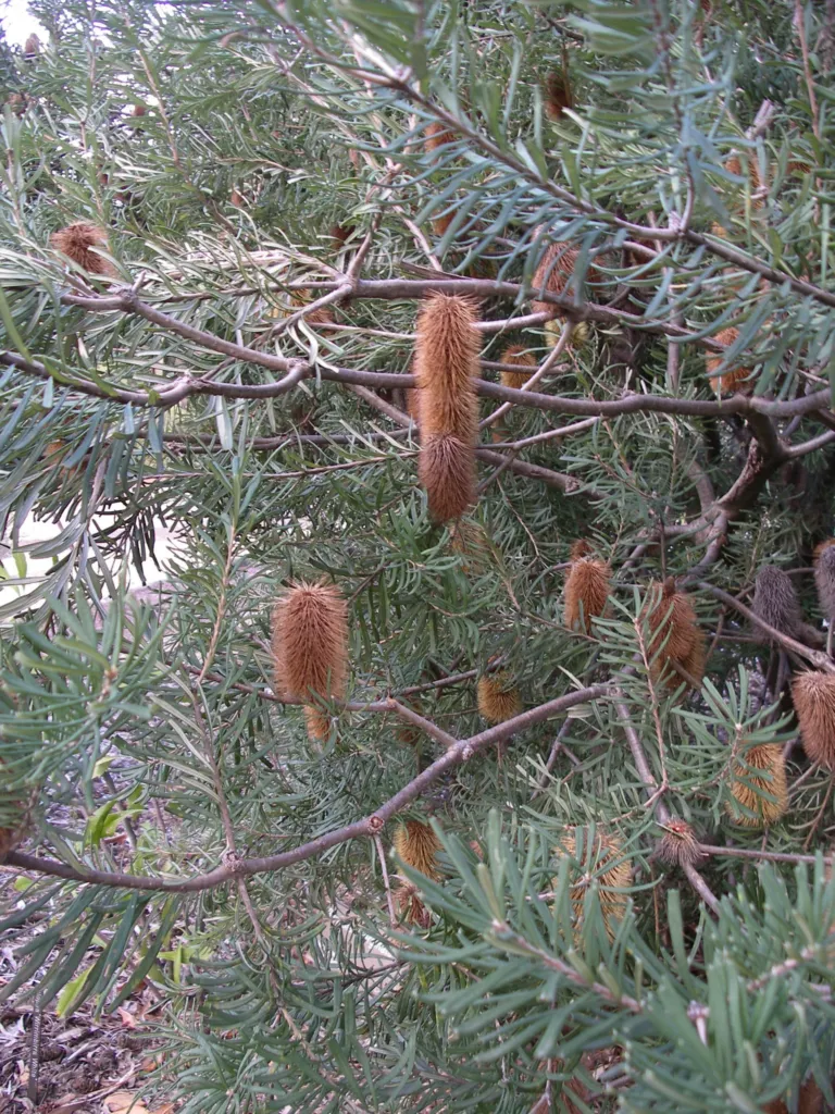 banksia obrúbená (Banksia marginata) – fotografia rastliny