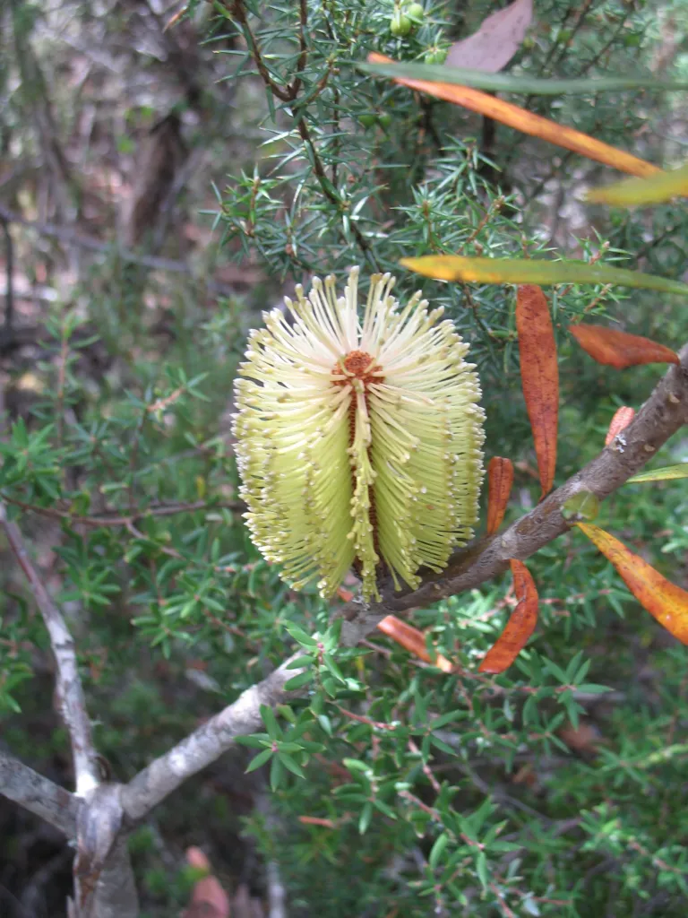 banksia obrúbená (Banksia marginata) – kvety zblízka, fotografia rastliny