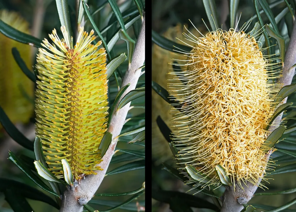 banksia obrúbená (Banksia marginata) – typický vzhľad, fotografia rastliny