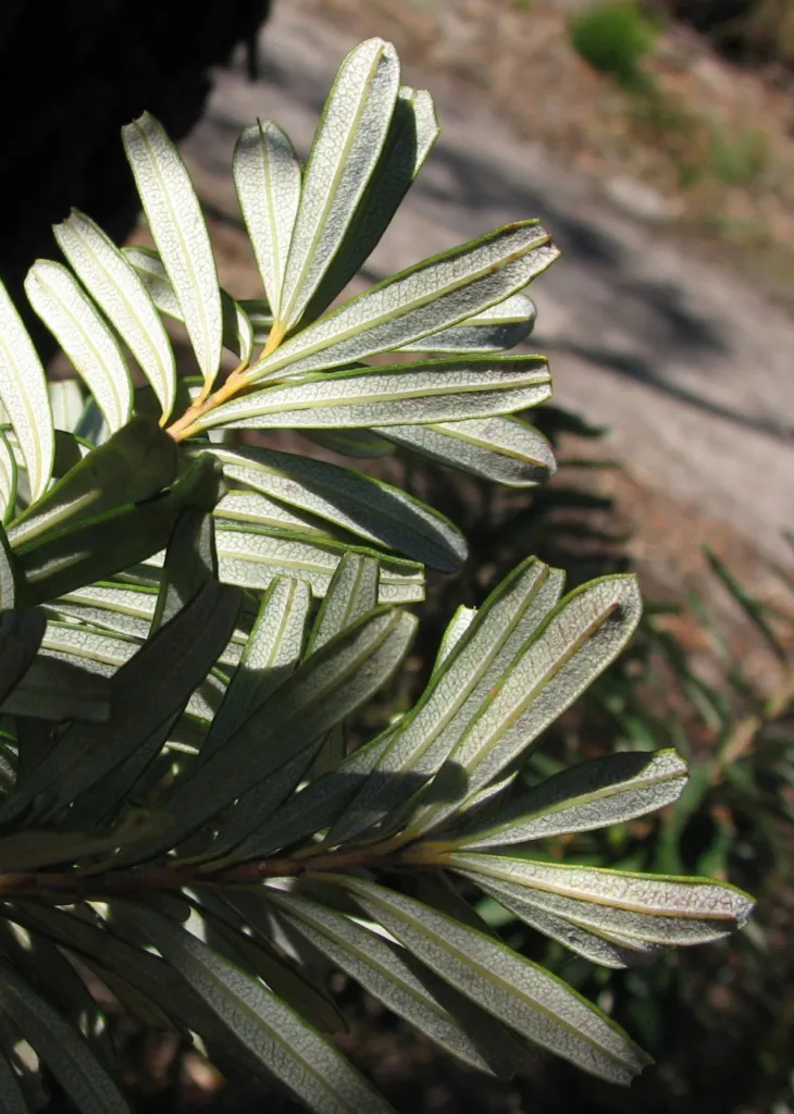 banksia obrúbená (Banksia marginata) – listy a výhonky, fotografia rastliny