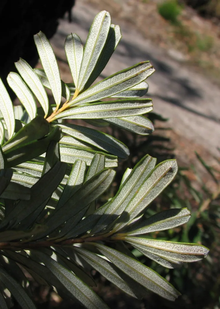 he silver banksia (Banksia marginata) – leaves and shoots, plant photo
