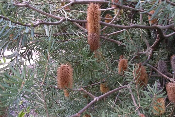 Banksia marginata