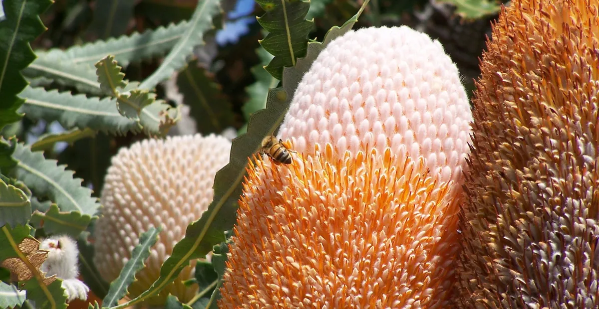 acorn banksia or orange banksia (Banksia prionotes) – plant photo