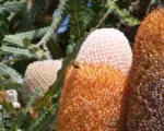 Acorn banksia or orange banksia (Banksia prionotes) care guide