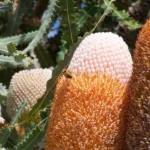 acorn banksia or orange banksia (Banksia prionotes) – bark and shoots, plant photo