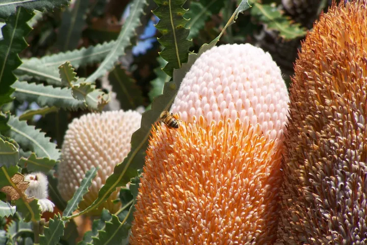 Banksia prionotes